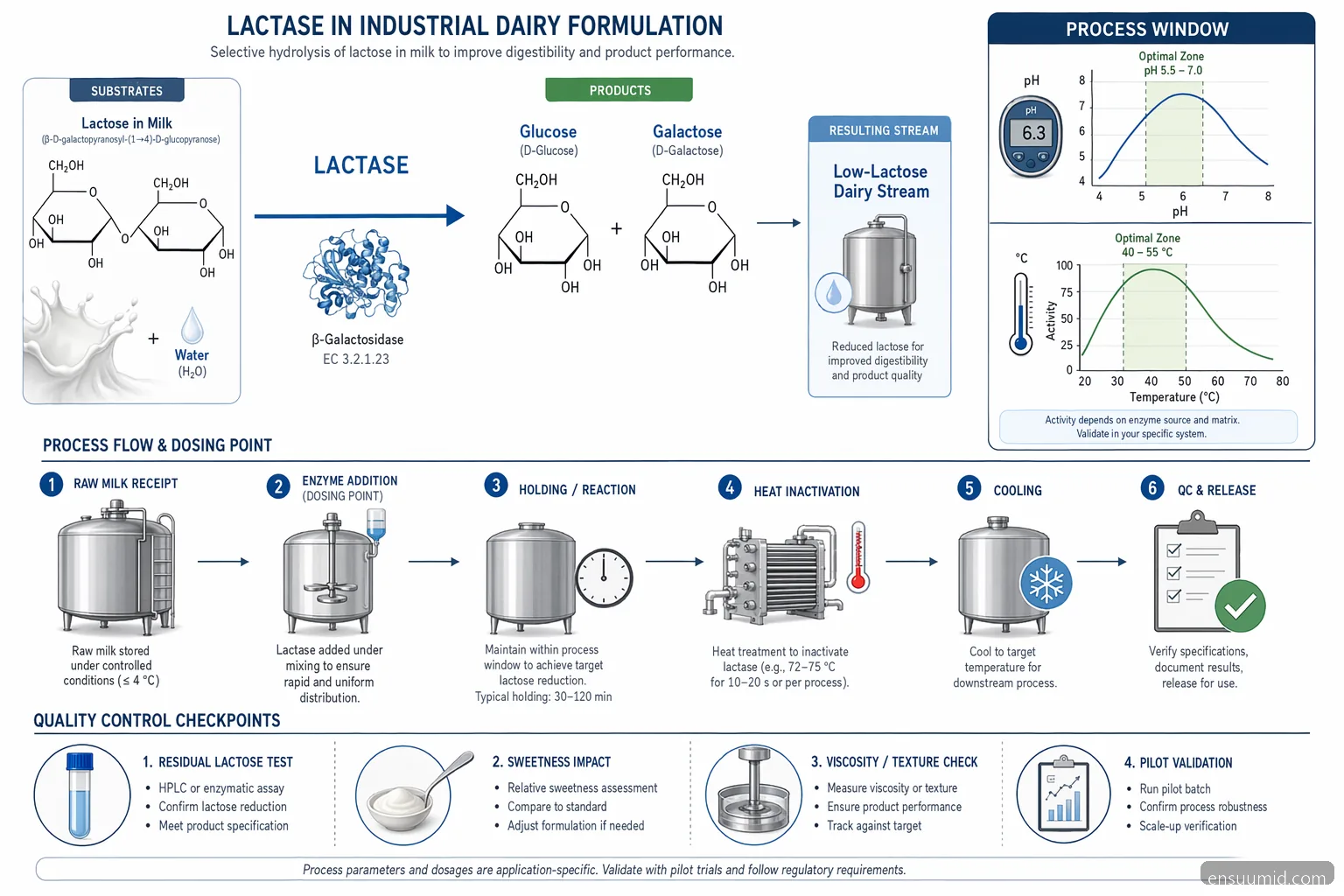Mekanisme for enzim industri supplier for dairy med lactase, der viser laktosehydrolyse, procesvindue og inaktivering