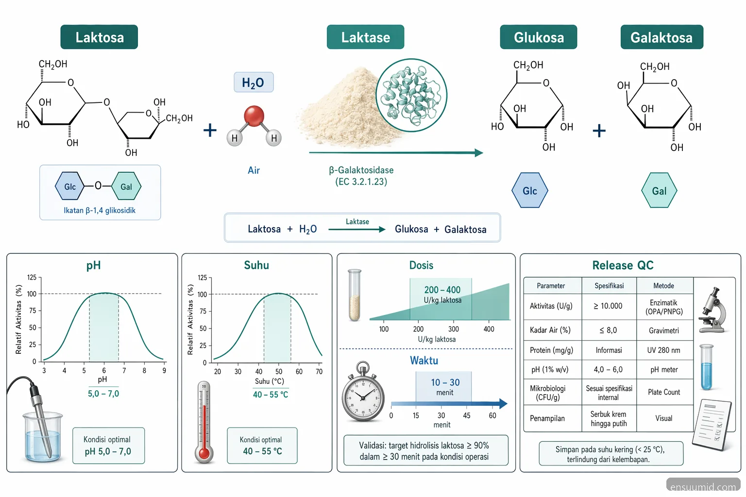 Lactase-entsyymin jauheprosessikaavio, jossa laktoosin hydrolyysi sekä pH-, lämpötila-, annos- ja vapautus-QC-tarkastukset